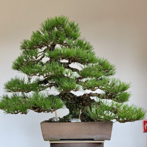 Japanese Red Pine  Winter 2025