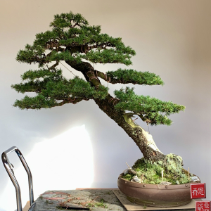 Old Atlantic cedar