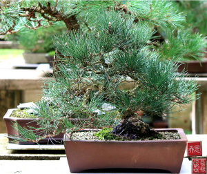 japanese-black-pine-bonsai-02