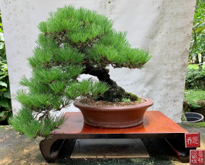 japanese-black-pine-cascade-australian-bonsai-gallery