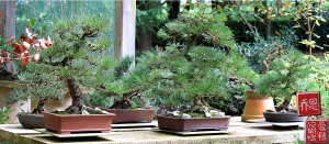 japanese-black-pine-group-bonsa-01i