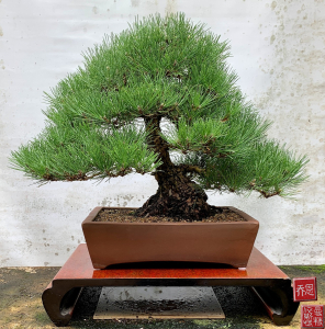 japanese-black-pine-inf-upright-australian-bonsai-gallery