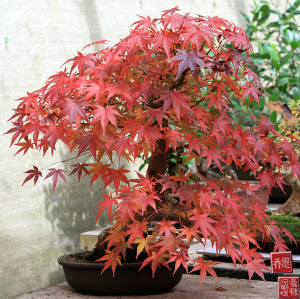 japanese-maple-bonsai-01