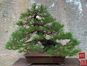 japanese-red-pine-autumn-2022