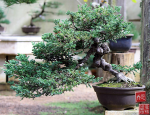 juniperus-procumbins-bonsai-01