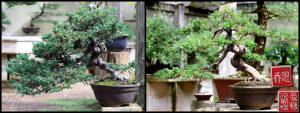 juniperus-procumbins-bonsai-1-2