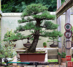 kuro-matsu-australian-bonsai-gallery-12