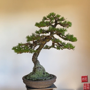mikawa black pine