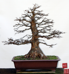 old-trident-maple-bonsai-gallery