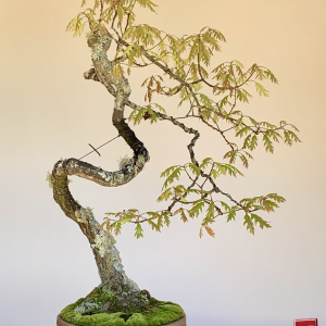 Bonsai Pin Oak