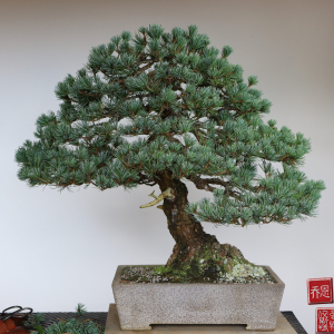 Resukyū (レスキュー) - japanese-white-pine-2025-02