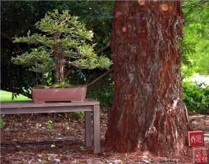 sequoia-sempervirens-bonsai-cutting