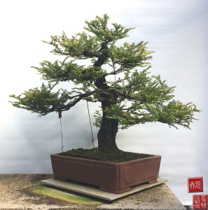 sequoia-sempervirens-bonsai