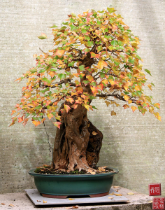 trident-maple-bonsai-02