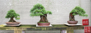 trident-maple-group-01