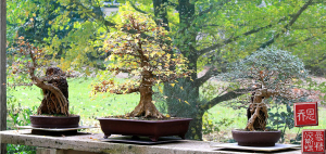 trident-maple-group-bonsai-01